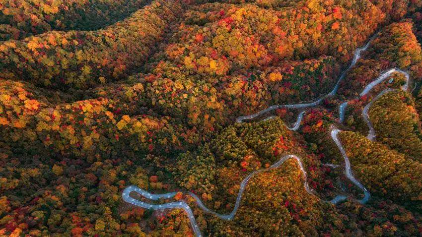 红叶舞动天地间瑰宝灿烂光雾山